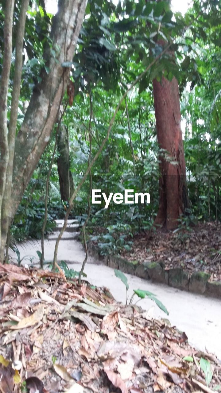 PLANTS GROWING IN FOREST