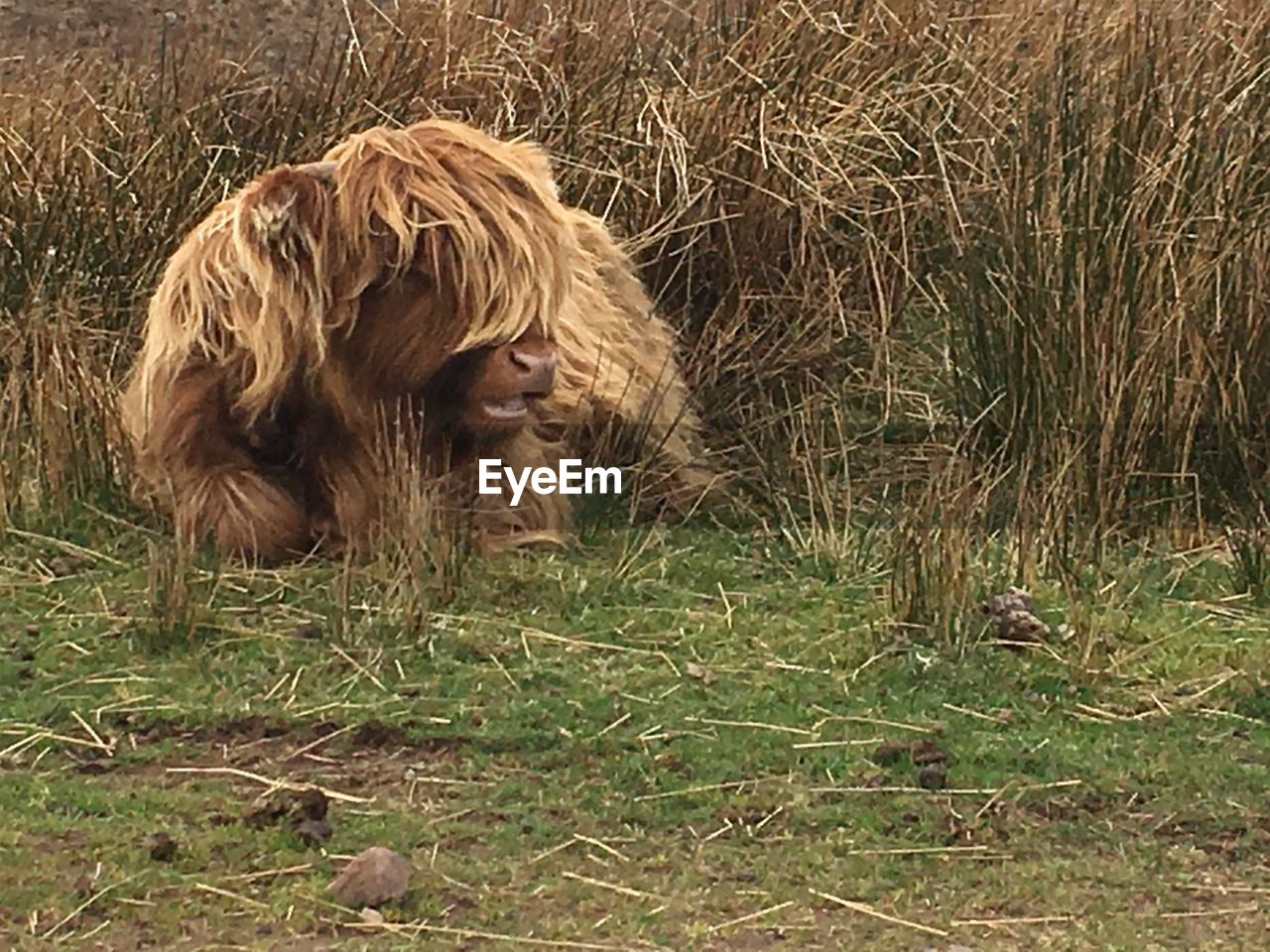 CLOSE-UP OF LION IN GRASS