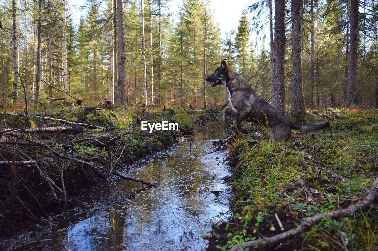 DOG IN FOREST BY TREES AGAINST SKY