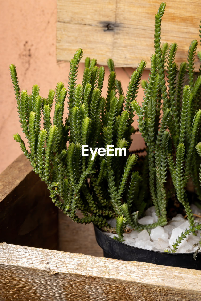 HIGH ANGLE VIEW OF CACTUS PLANT