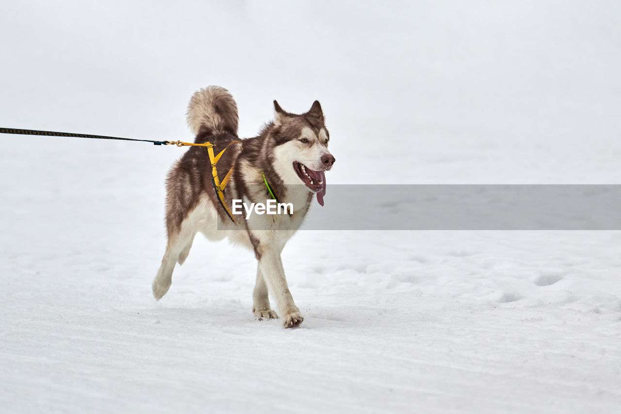 Running husky dog on sled dog racing. winter dog sport sled team competition. siberian husky dog