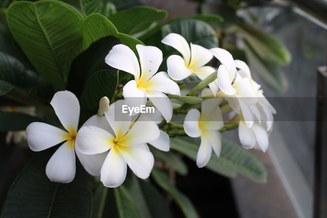 CLOSE-UP OF WHITE FRANGIPANI FLOWERS