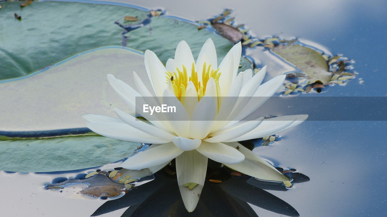 Close-up of lotus water lily blooming outdoors