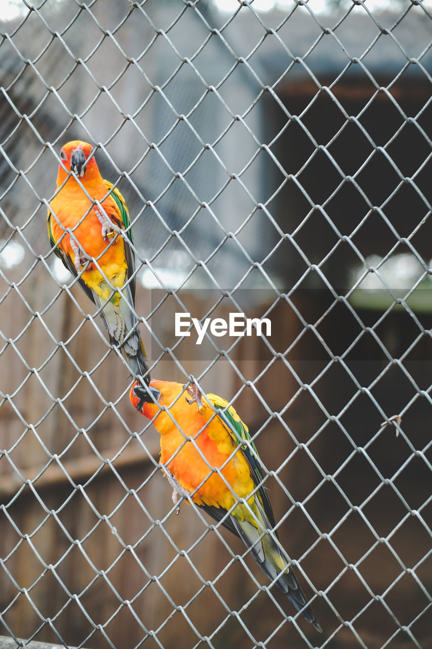 Yellow and orange parrot in a cage at public park