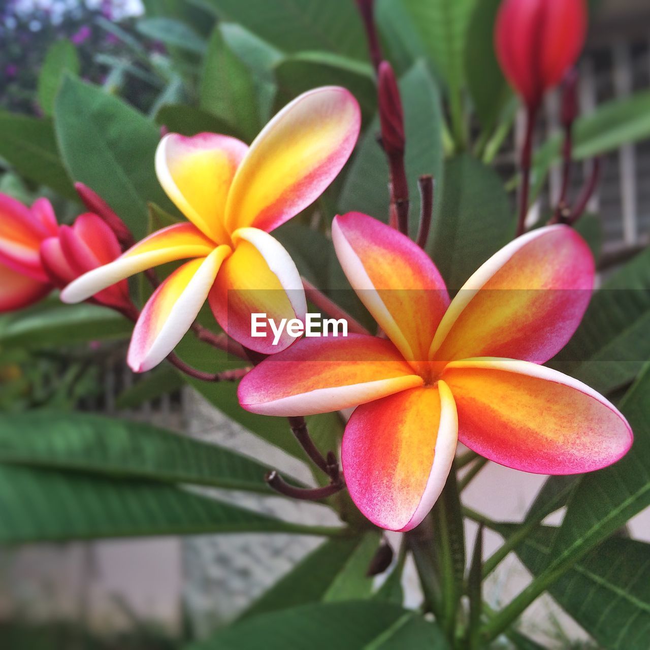 Close-up of frangipanis blooming outdoors