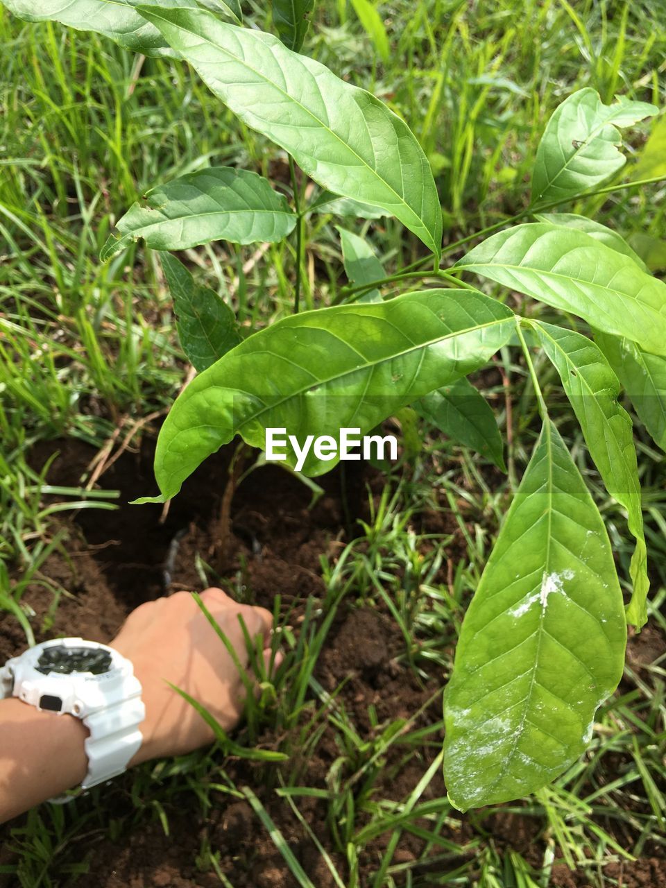 Cropped image of hand holding plant