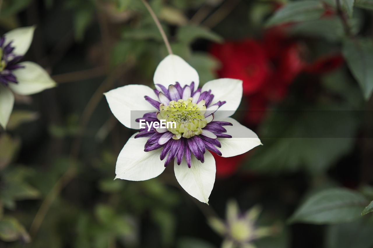 CLOSE-UP OF WHITE FLOWERING PLANTS