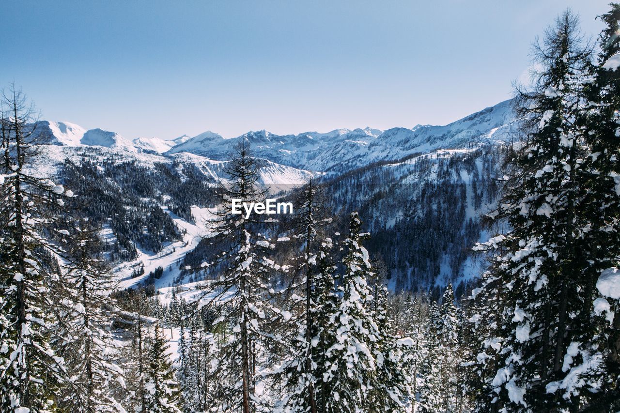 Pine trees in forest against sky