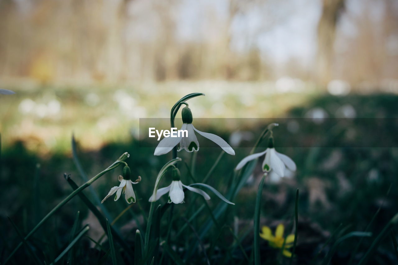 Close-up of white flower on field