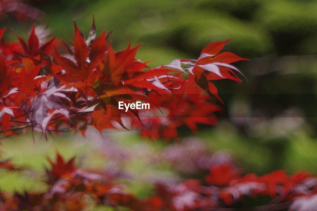 Close-up of plant against blurred background