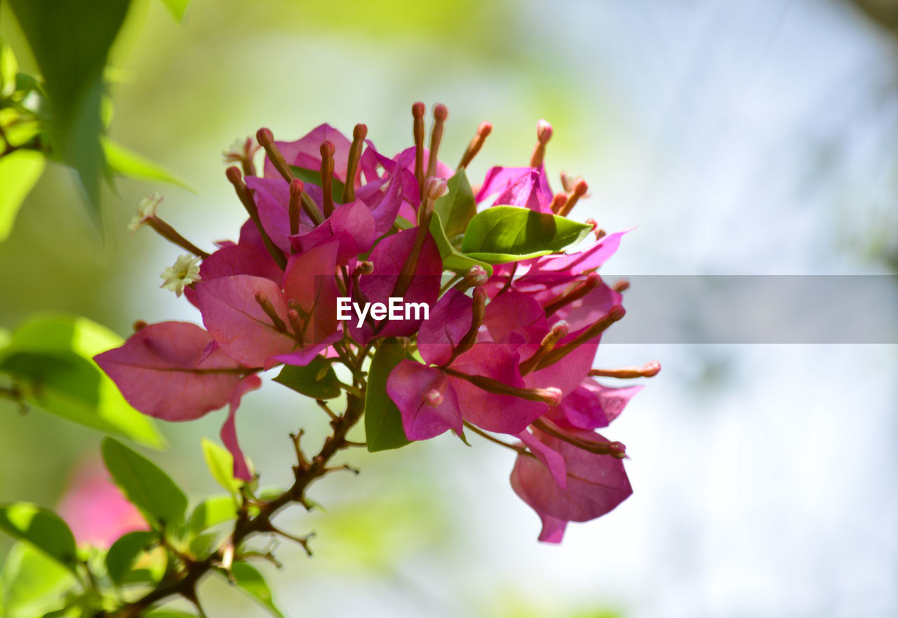 Close-up of flower blooming outdoors