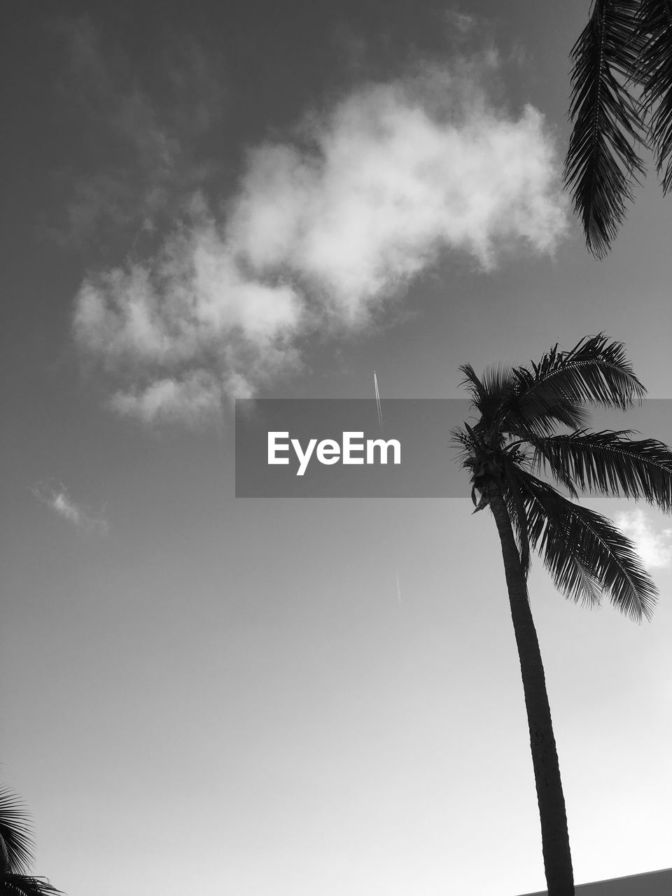 LOW ANGLE VIEW OF COCONUT PALM TREE AGAINST SKY