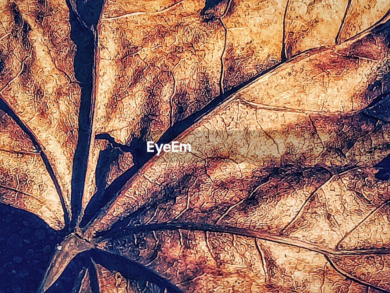 CLOSE-UP LOW ANGLE VIEW OF LEAF