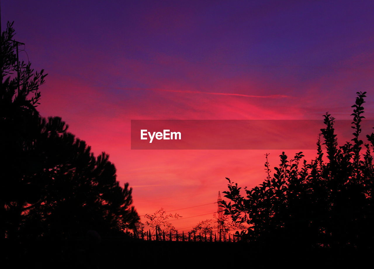 SILHOUETTE TREES AGAINST ORANGE SKY DURING SUNSET