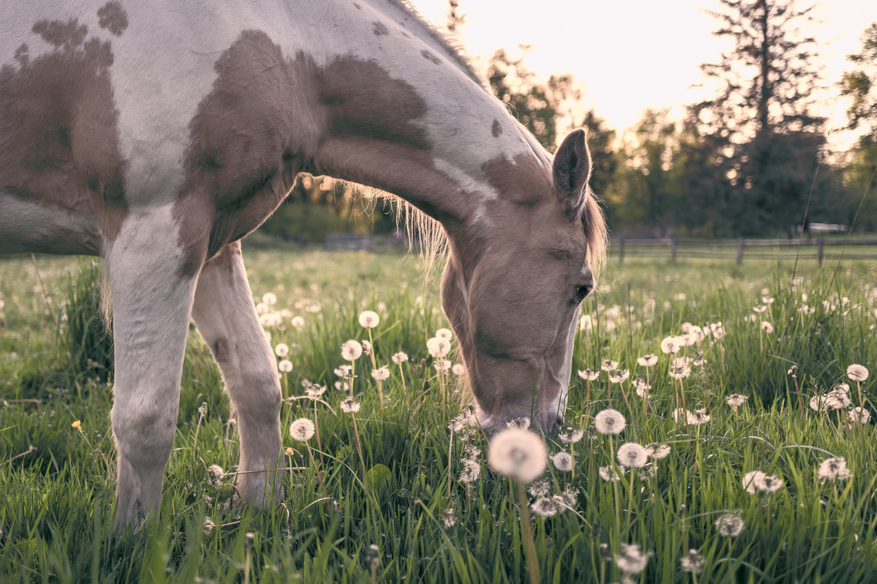 HORSE GRAZING IN A FIELD