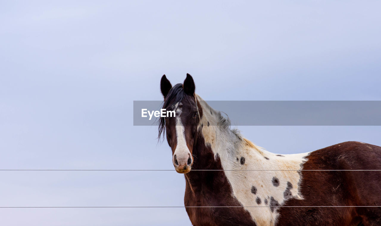 Horse standing against blue sky
