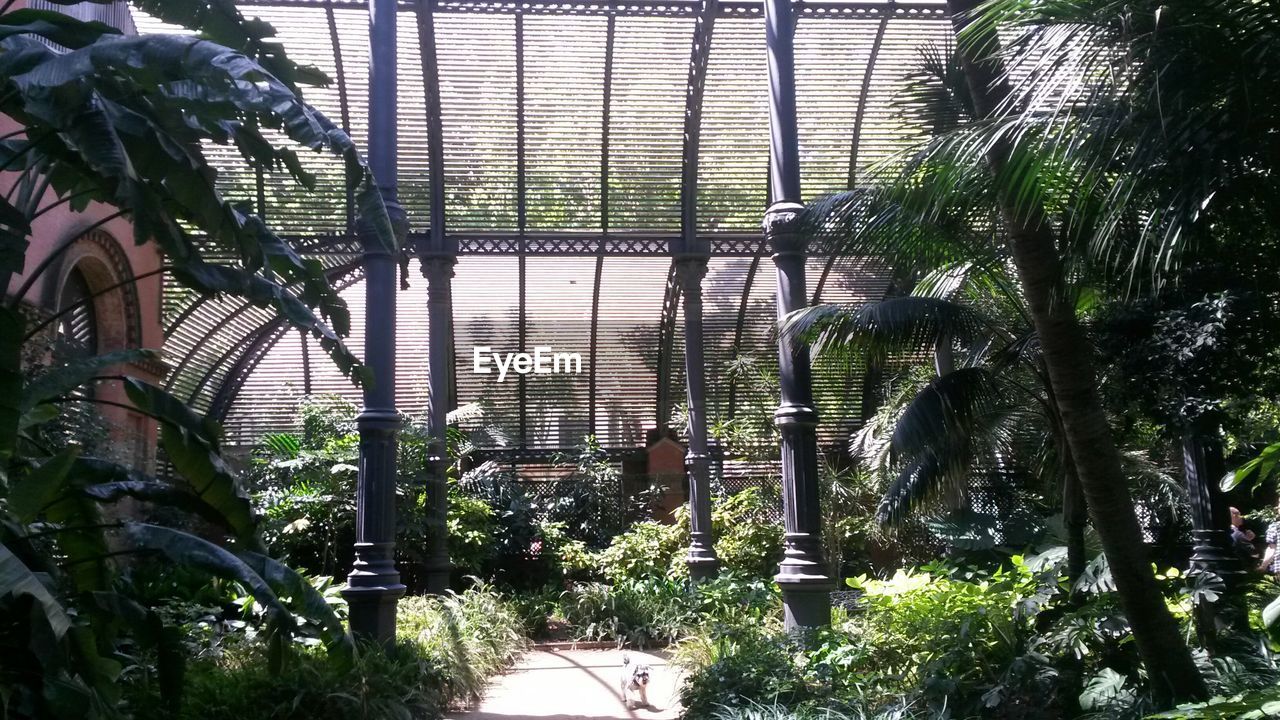 View of interior of glasshouse