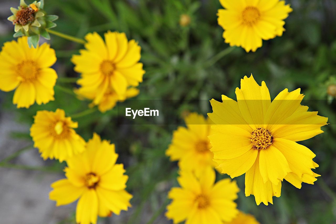 CLOSE-UP OF YELLOW FLOWER