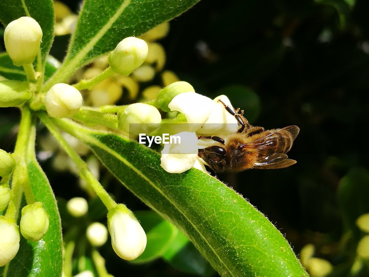 CLOSE-UP OF HONEY BEE PERCHING ON FLOWER