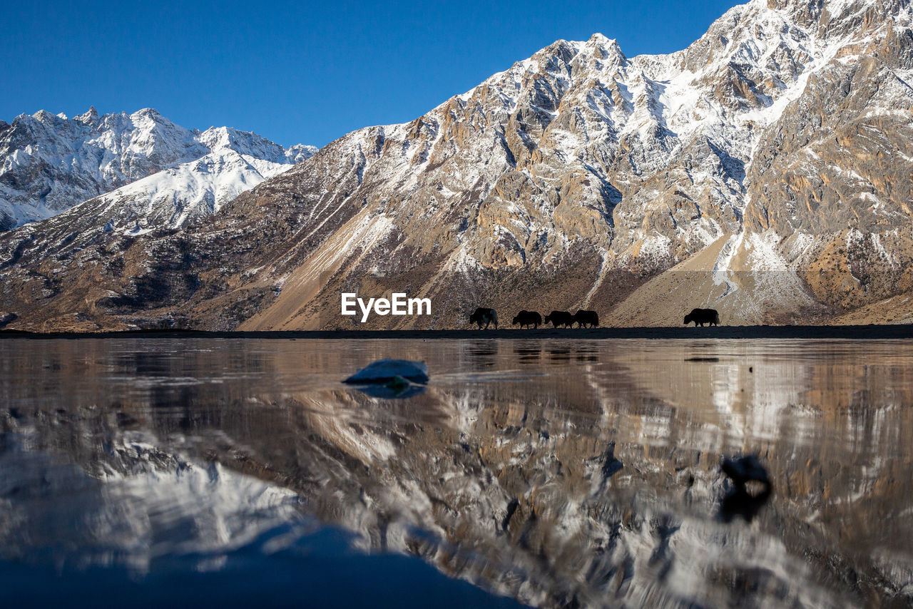 Reflection of ranwu lake with snowcapped mountain and yaks