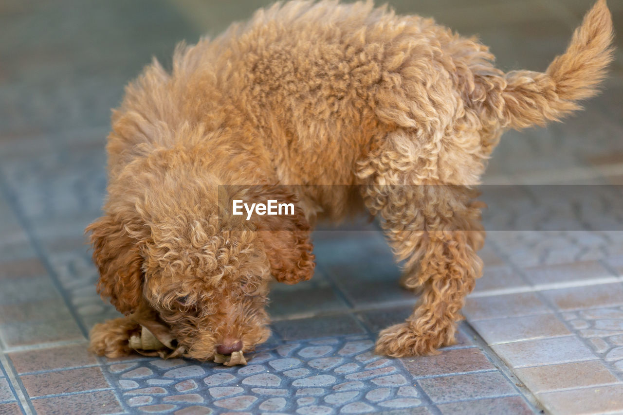 HIGH ANGLE VIEW OF DOG LYING ON FLOOR