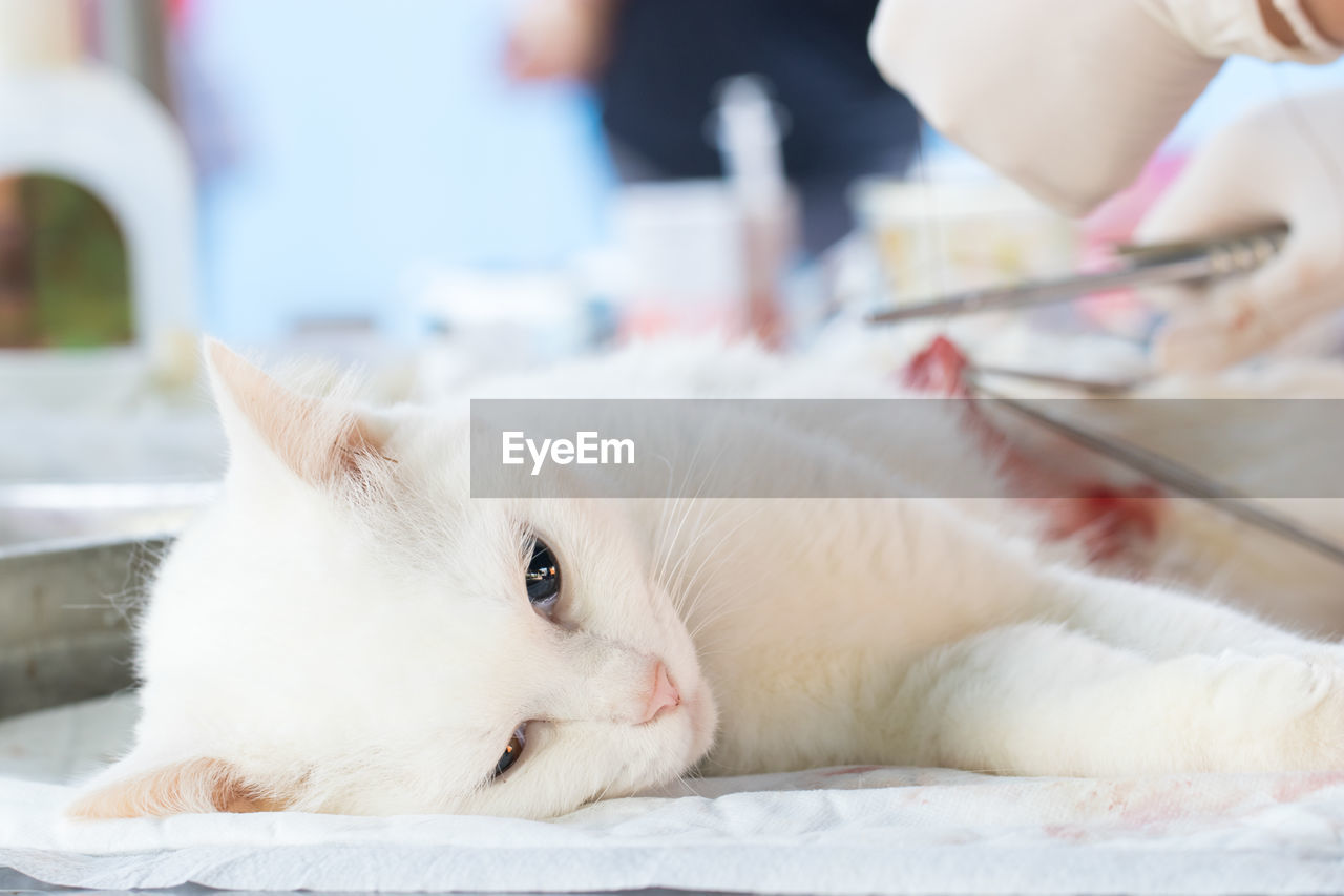 Cropped hands of veterinarian operating cat in hospital