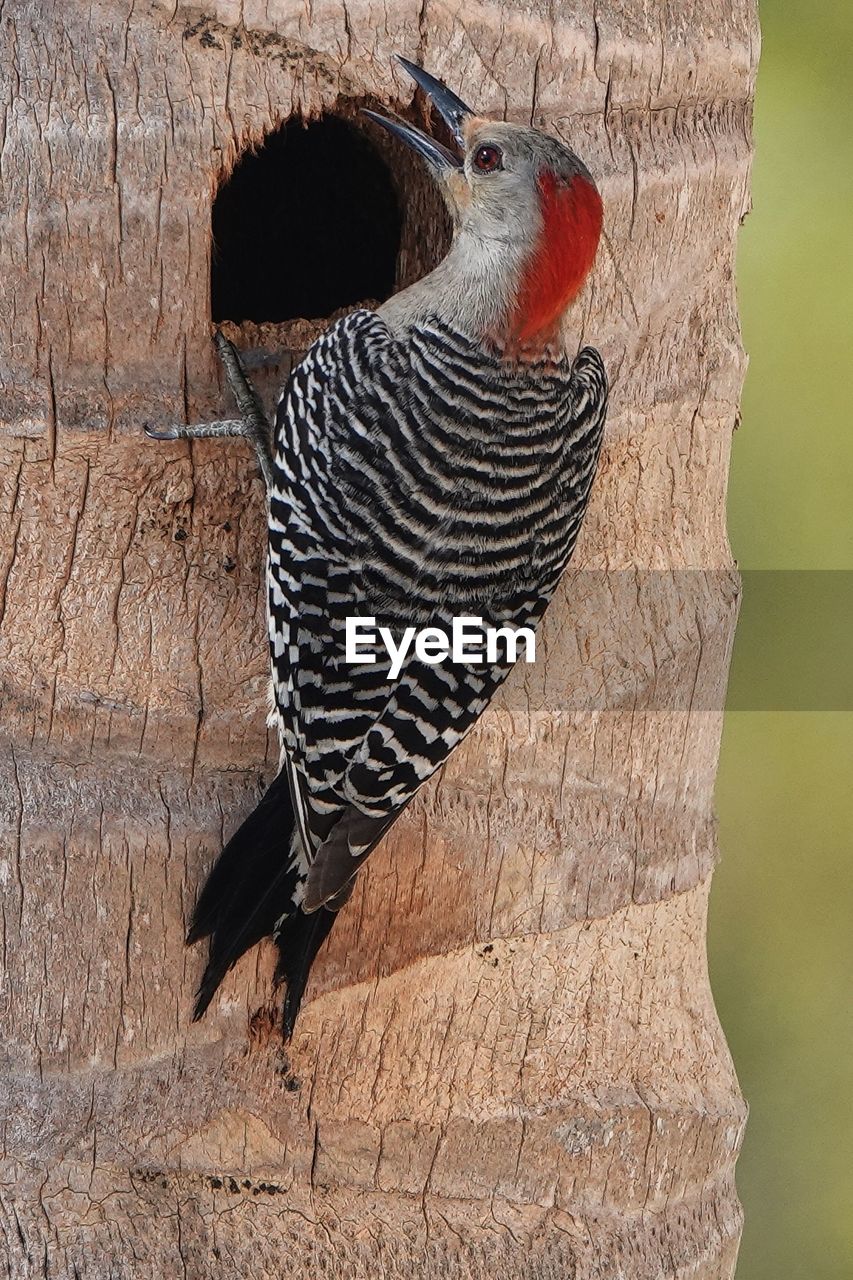 animal, animal themes, bird, woodpecker, animal wildlife, one animal, no people, wildlife, beak, nature, wing, outdoors, day, wood, close-up, tree