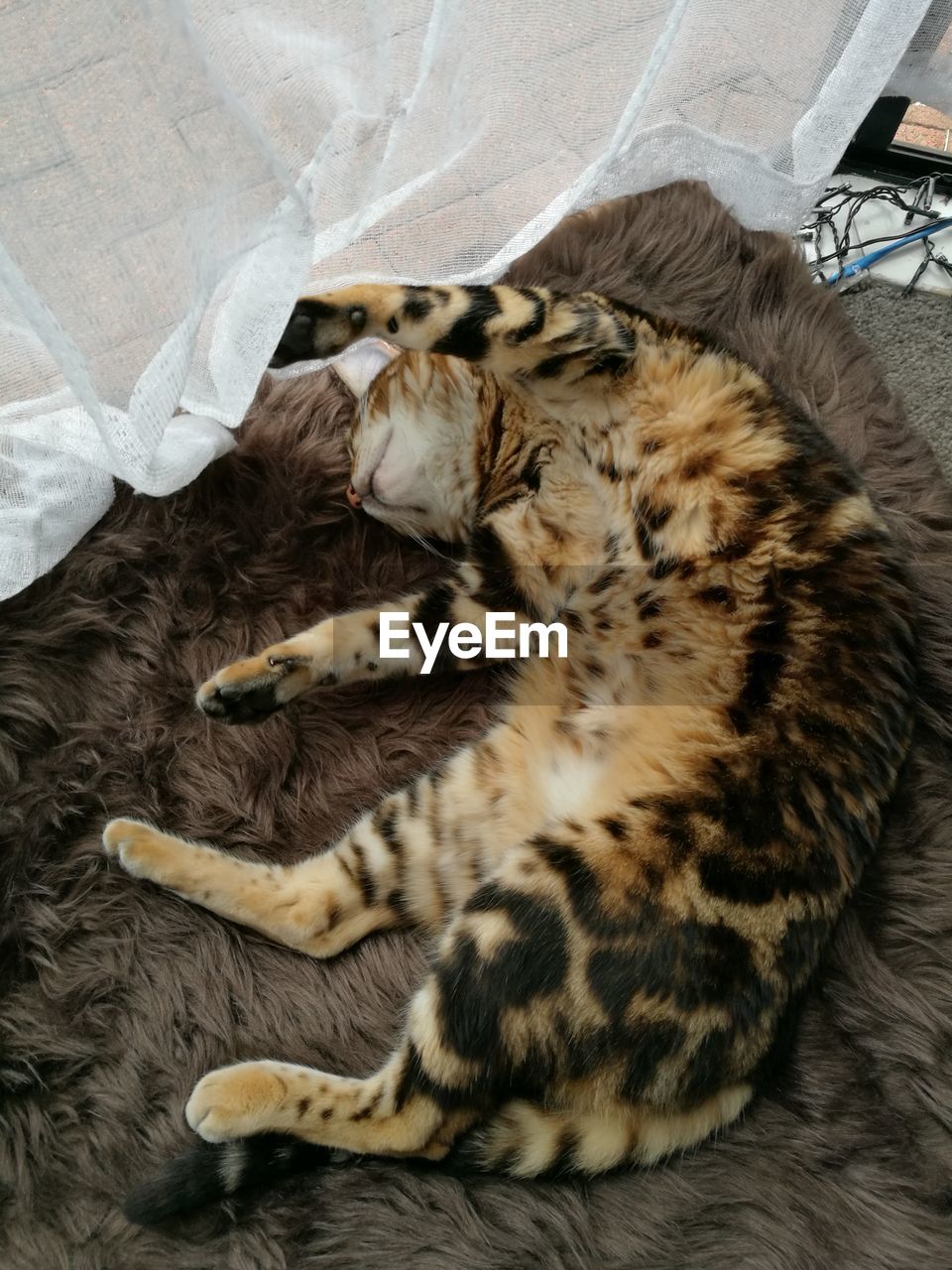 HIGH ANGLE VIEW OF CAT LYING IN BED