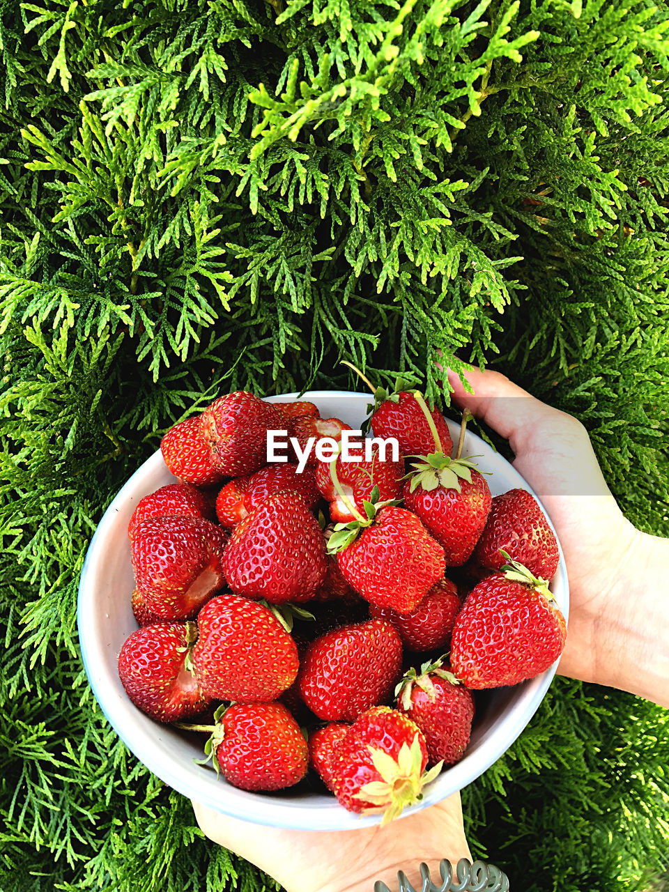 CLOSE-UP OF HAND HOLDING STRAWBERRIES IN BOWL