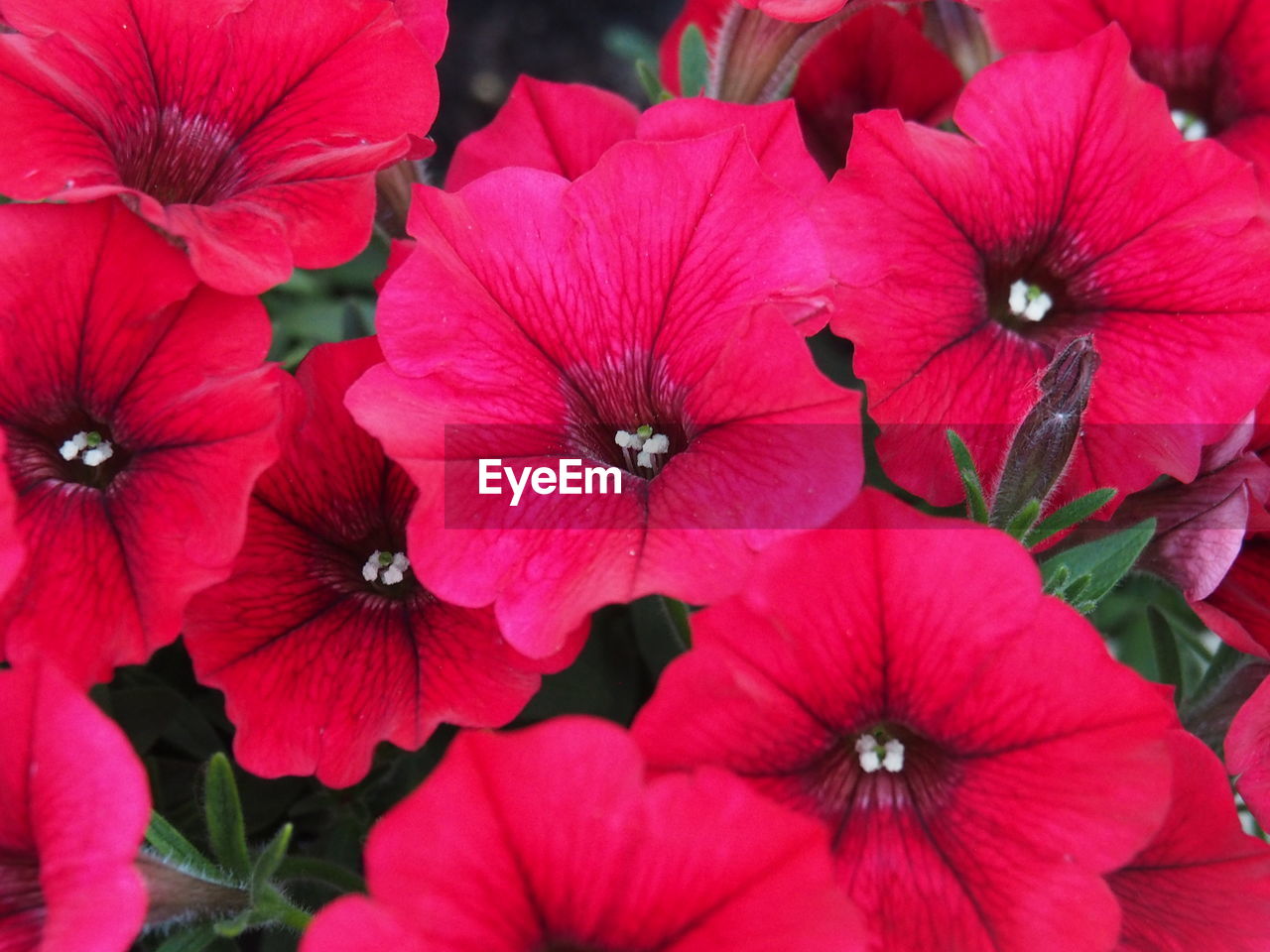 CLOSE-UP OF RED FLOWERING PLANTS