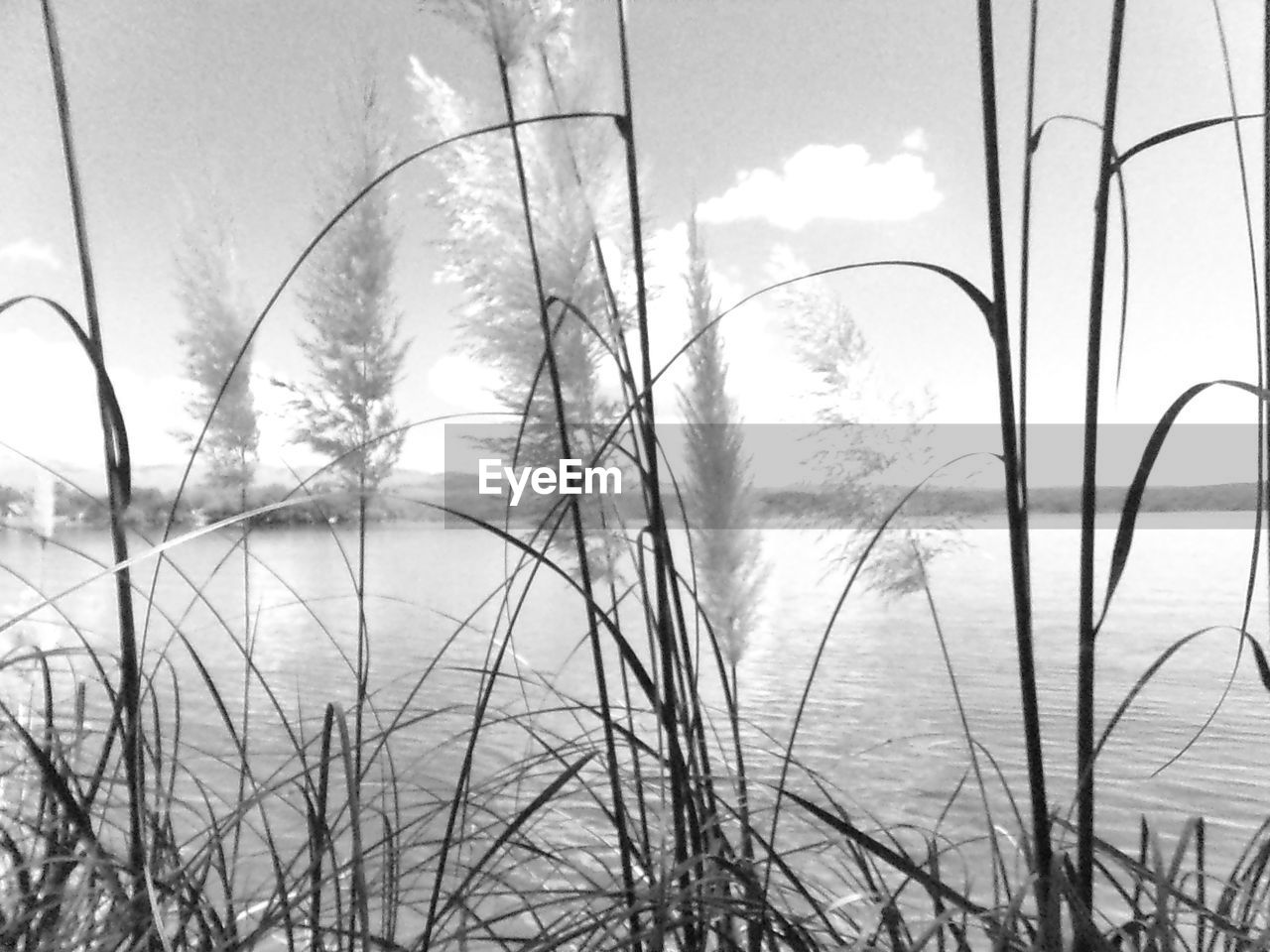 CLOSE-UP OF GRASS AGAINST LAKE