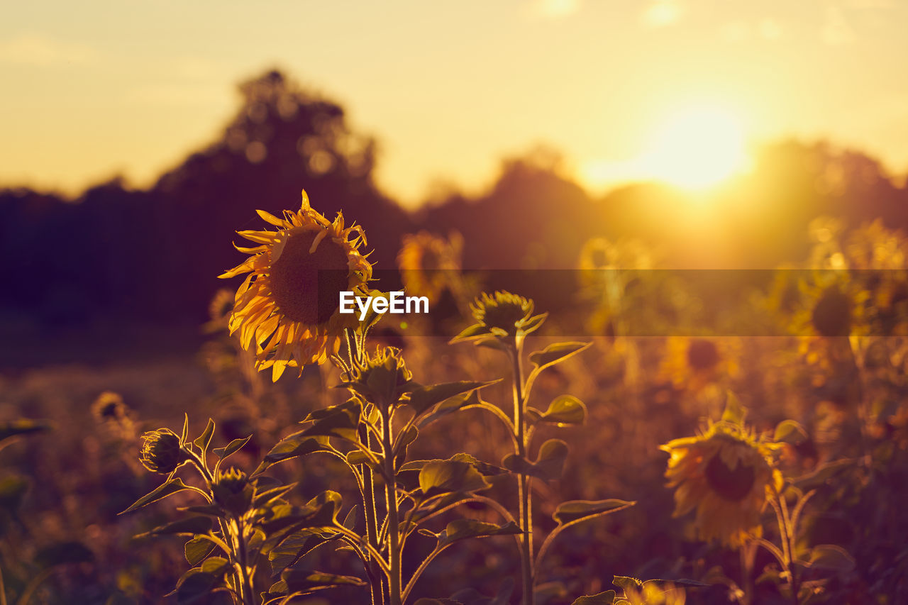 A field of sunflowers in the rays of the setting sun.