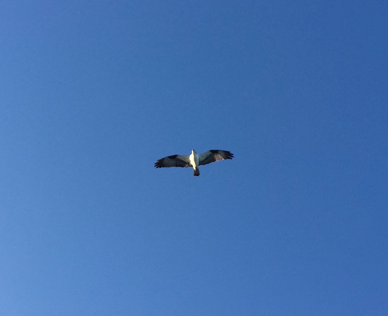 LOW ANGLE VIEW OF BIRDS FLYING AGAINST CLEAR SKY