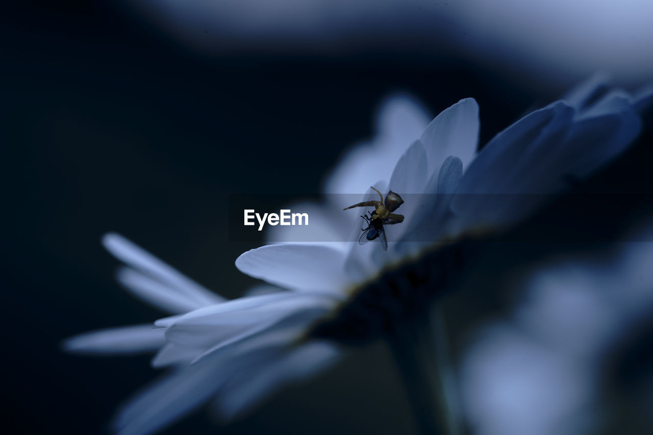 CLOSE-UP OF INSECT ON RED FLOWER