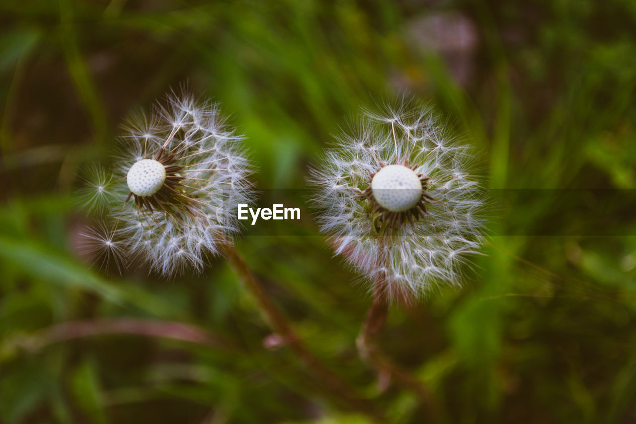 CLOSE-UP OF DANDELION AGAINST WHITE BACKGROUND