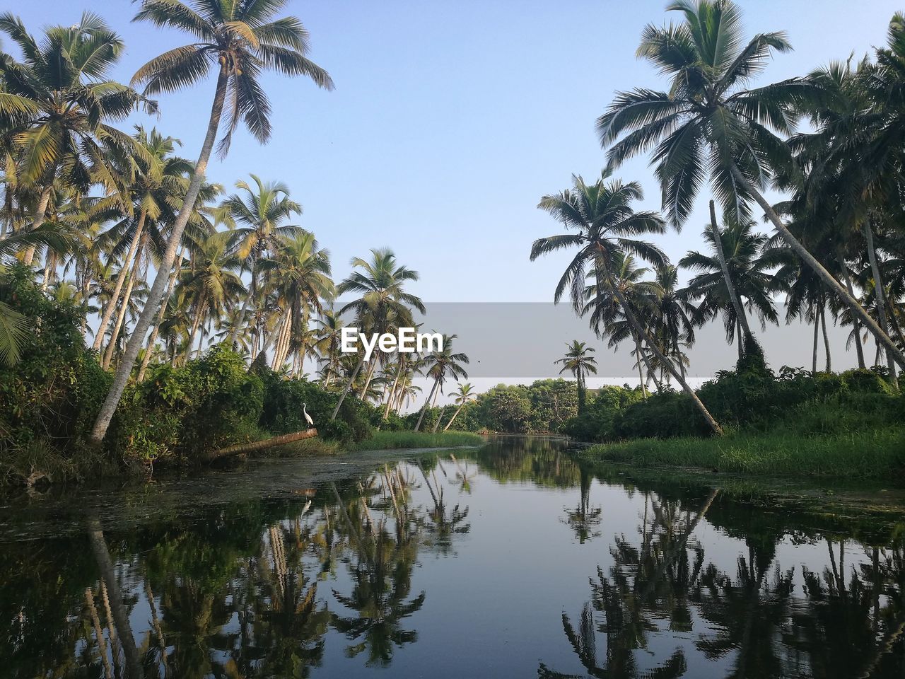 Scenic view of palm trees by lake against sky