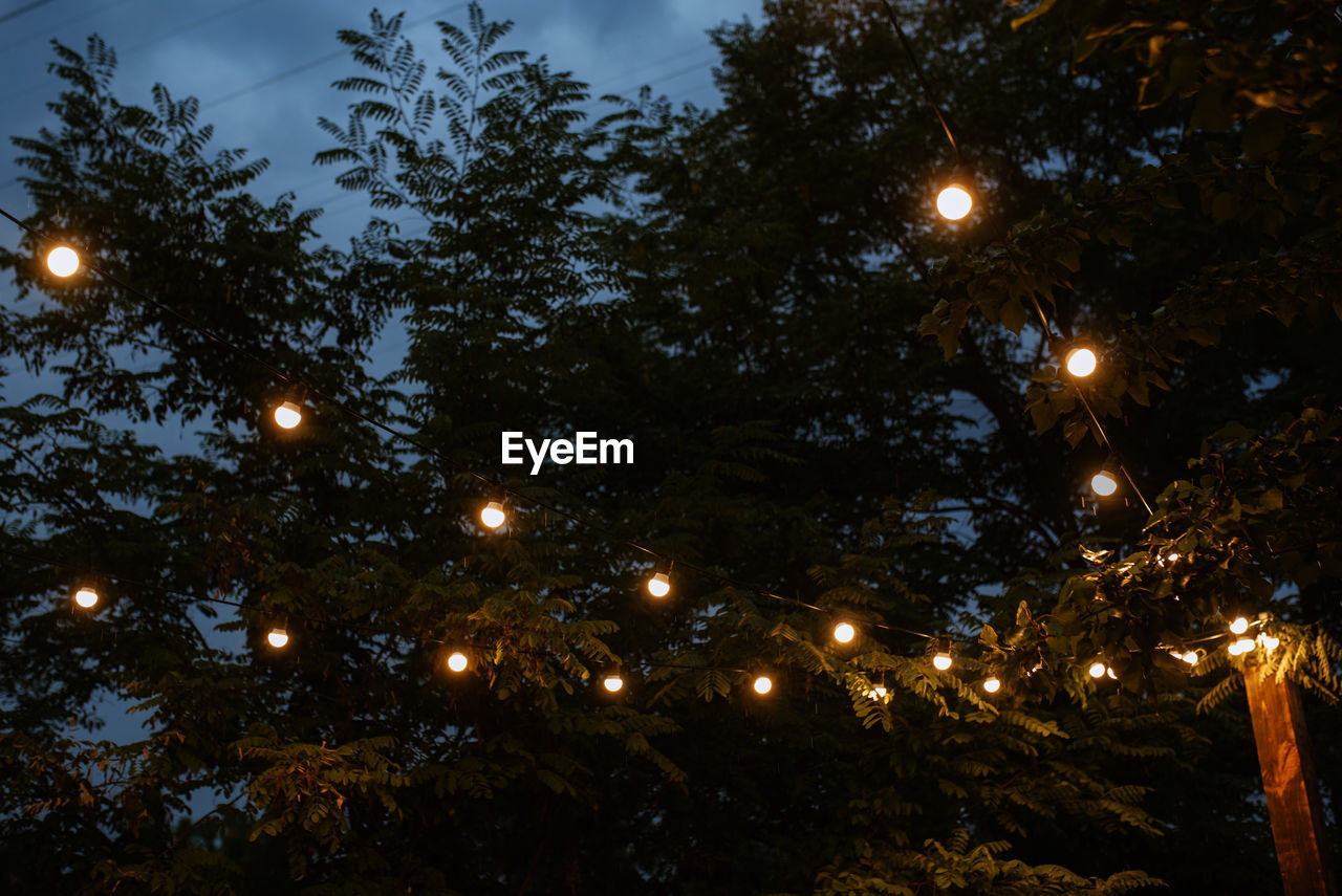 low angle view of christmas tree against sky during sunset