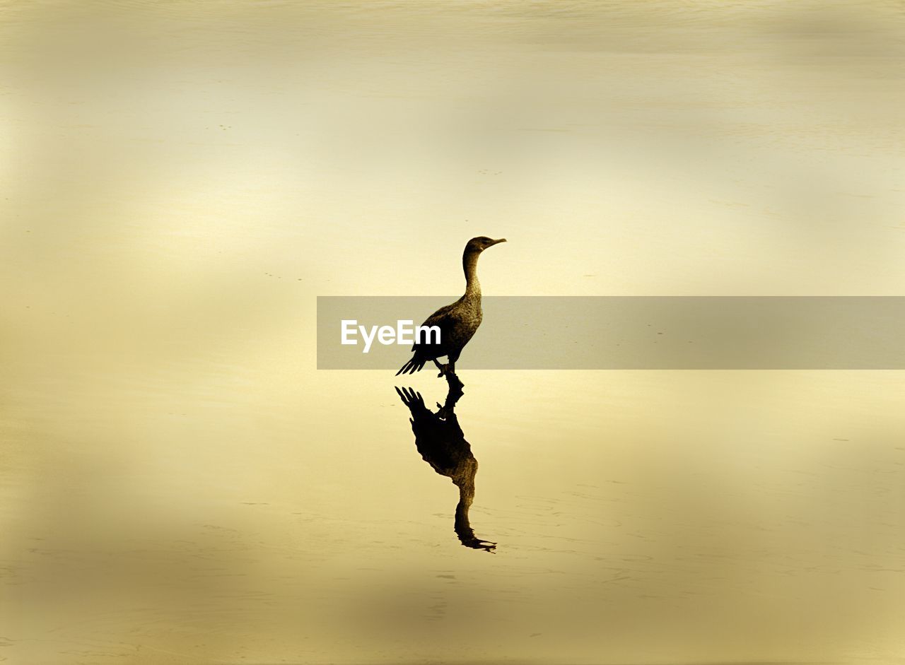 Reflection of cormorant on wet shore during sunset