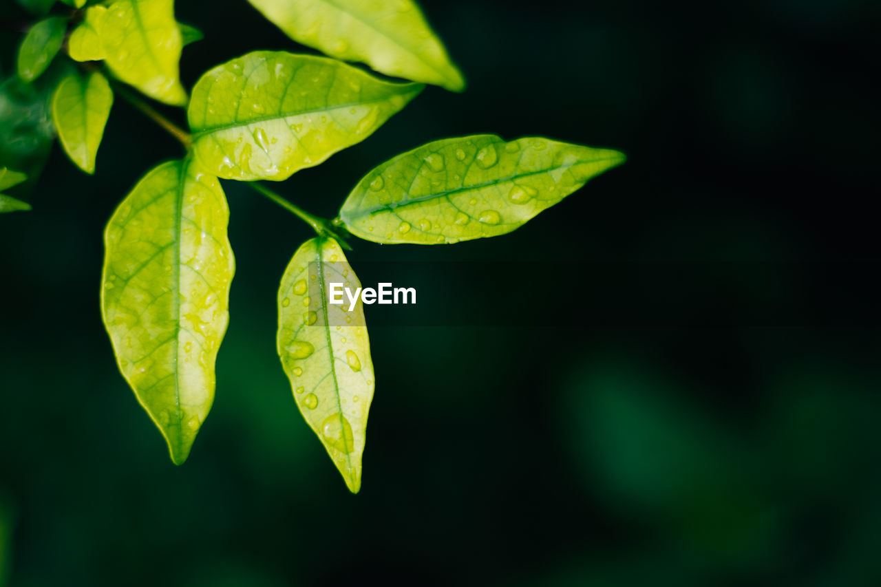 Close-up of wet leaves of plant