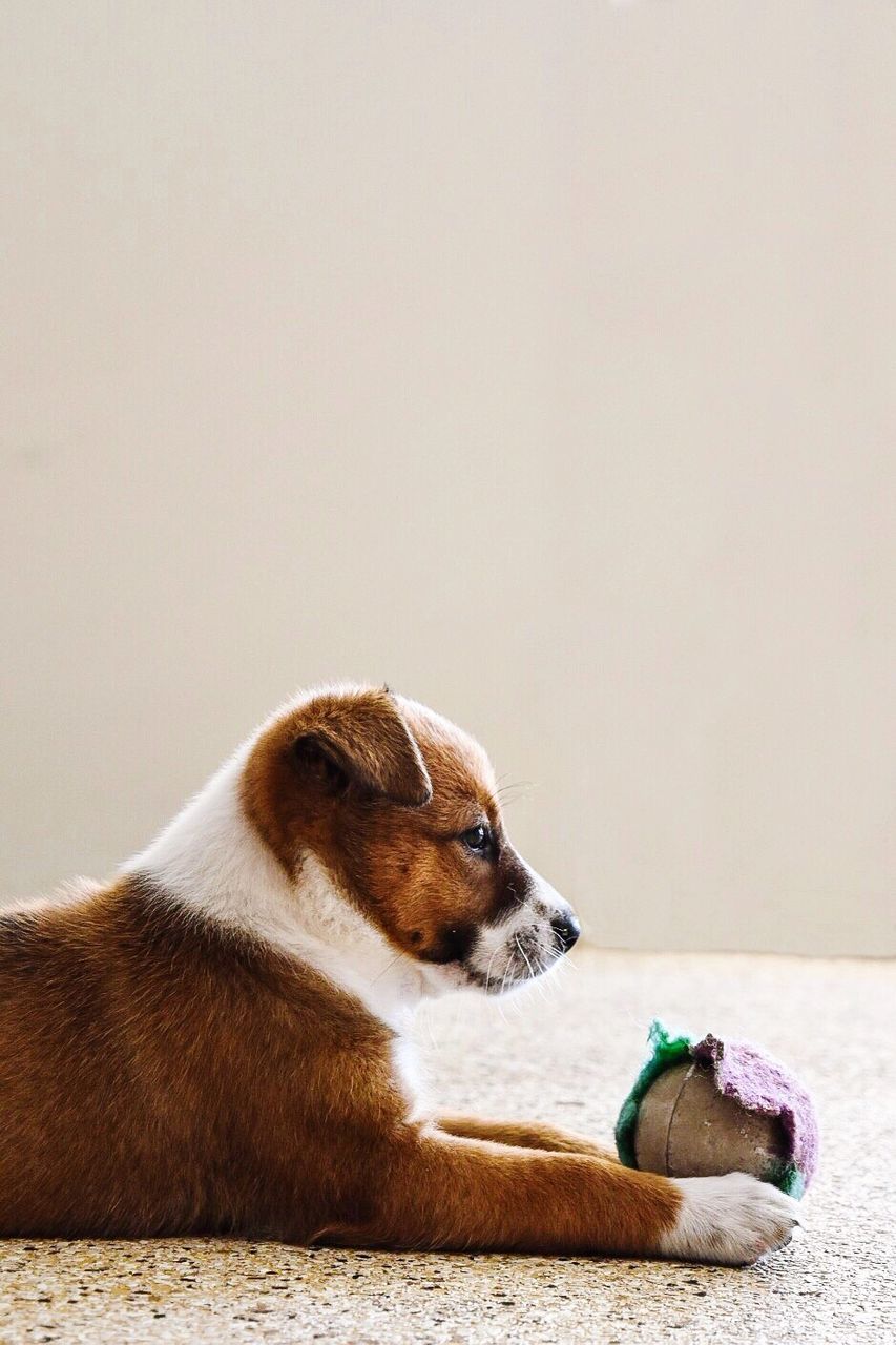 Close-up of puppy with ball