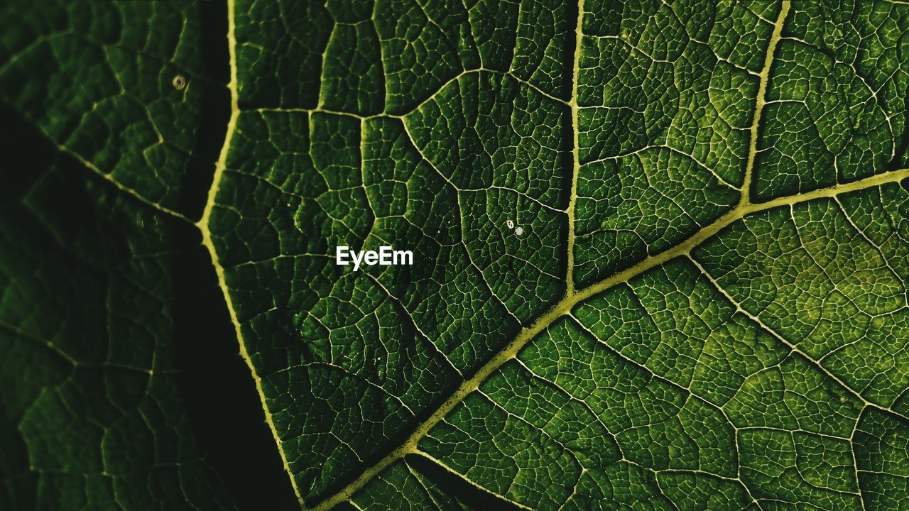 Full frame shot of leaf