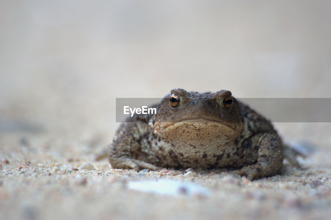 Close-up of a frog on sand