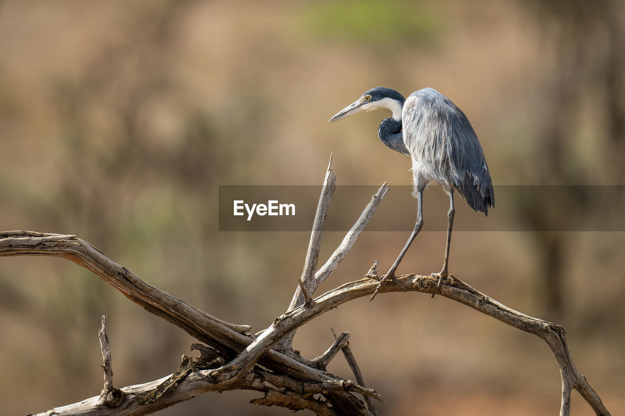 bird, animal wildlife, animal themes, animal, wildlife, one animal, beak, branch, perching, tree, heron, nature, focus on foreground, plant, no people, outdoors, close-up, beauty in nature, full length, tourism, animal body part