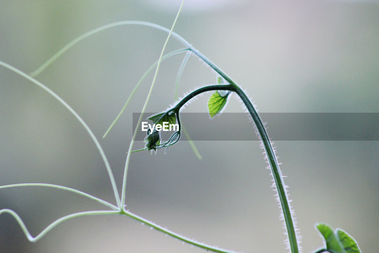 Close-up of plant