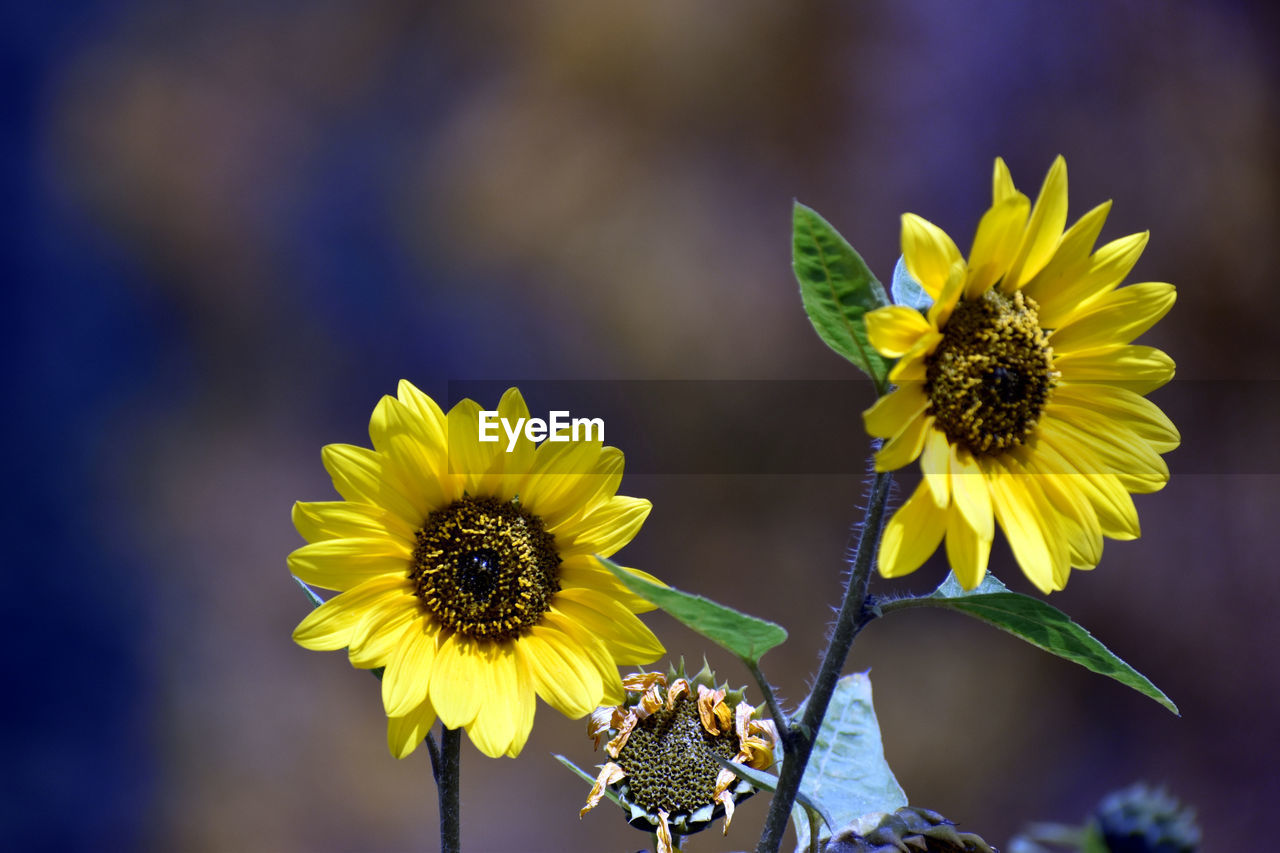 CLOSE-UP OF SUNFLOWER ON YELLOW FLOWER