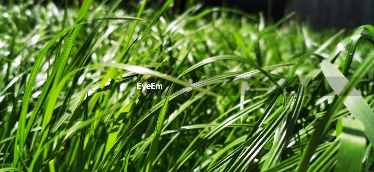 CLOSE-UP OF GRASS ON FIELD