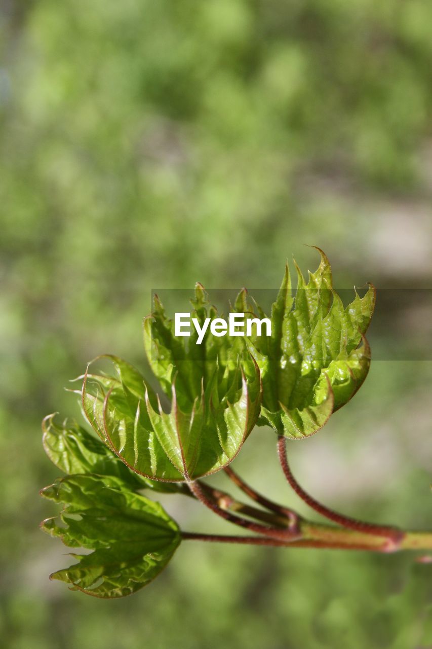 Close-up of fresh green plant