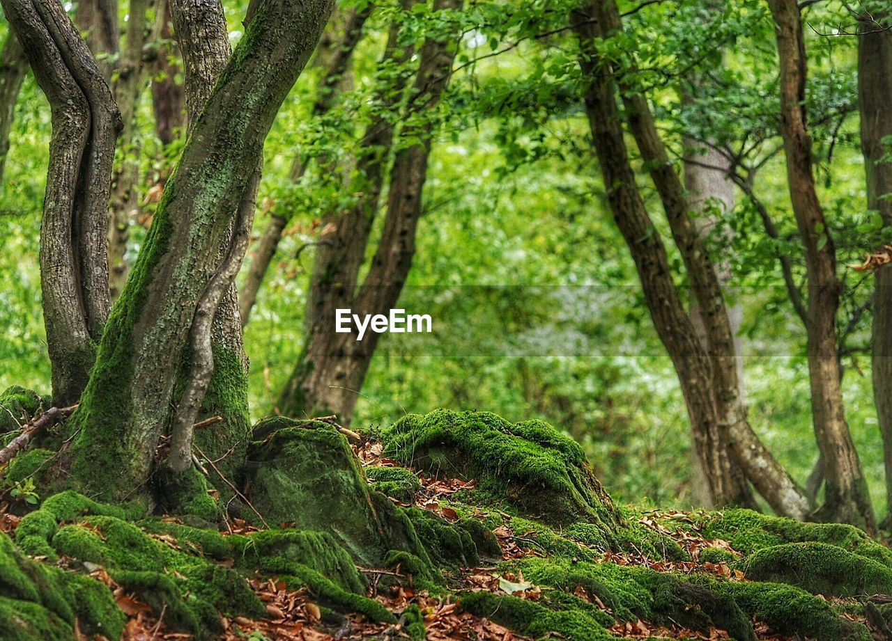 Moss on trees in forest