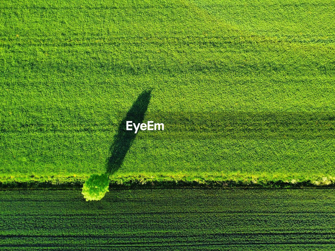 green, grass, field, plant, agriculture, grassland, no people, nature, growth, day, soil, lawn, high angle view, land, leaf, outdoors, crop, beauty in nature, yellow, sunlight, meadow, landscape, plain, rural scene, flower, full frame, environment, tranquility, shadow, rapeseed, sports, farm