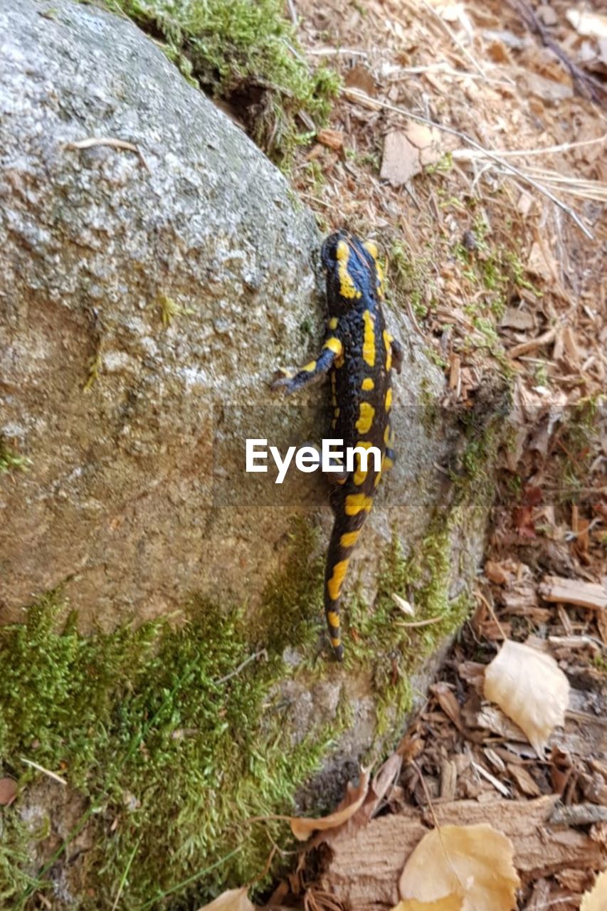 Feuersalamander im Harz Fire Salamander Harzmountains Beauty In Nature Lurche Nature_collection Fauna_collection High Angle View Full Length Rock